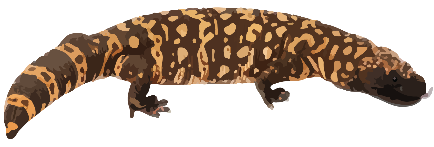 Reptile, Gila monster.