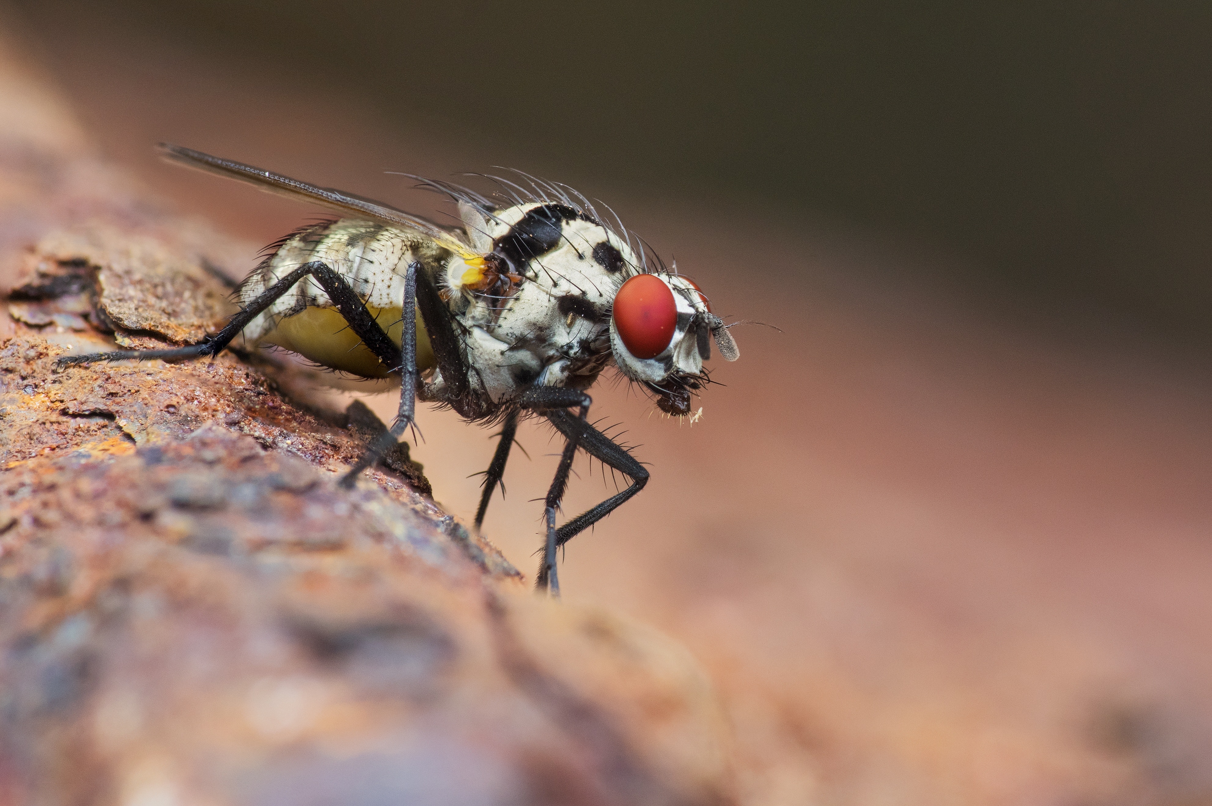 a gray and black fruit fly
