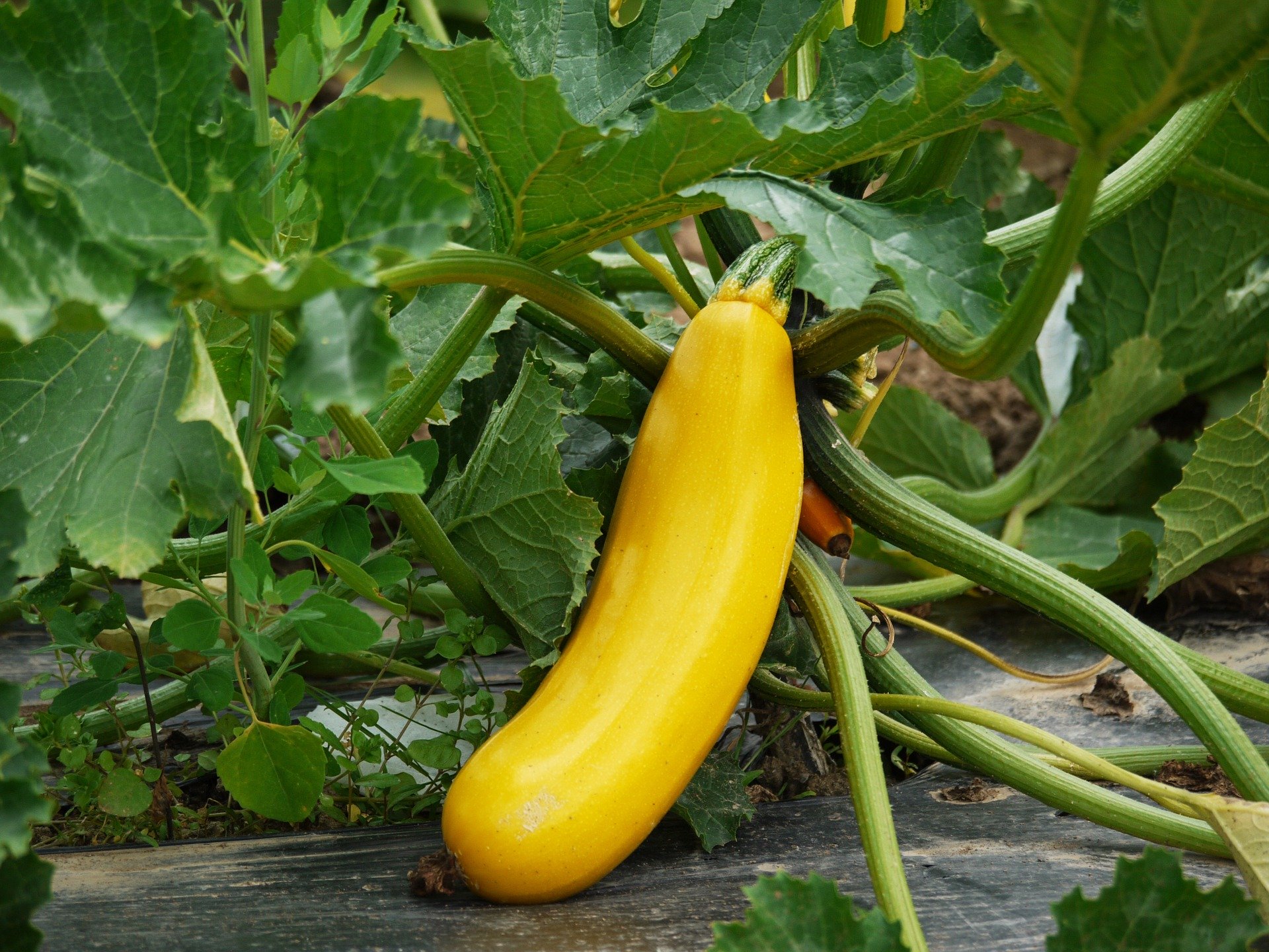 Yellow squash in the garden.