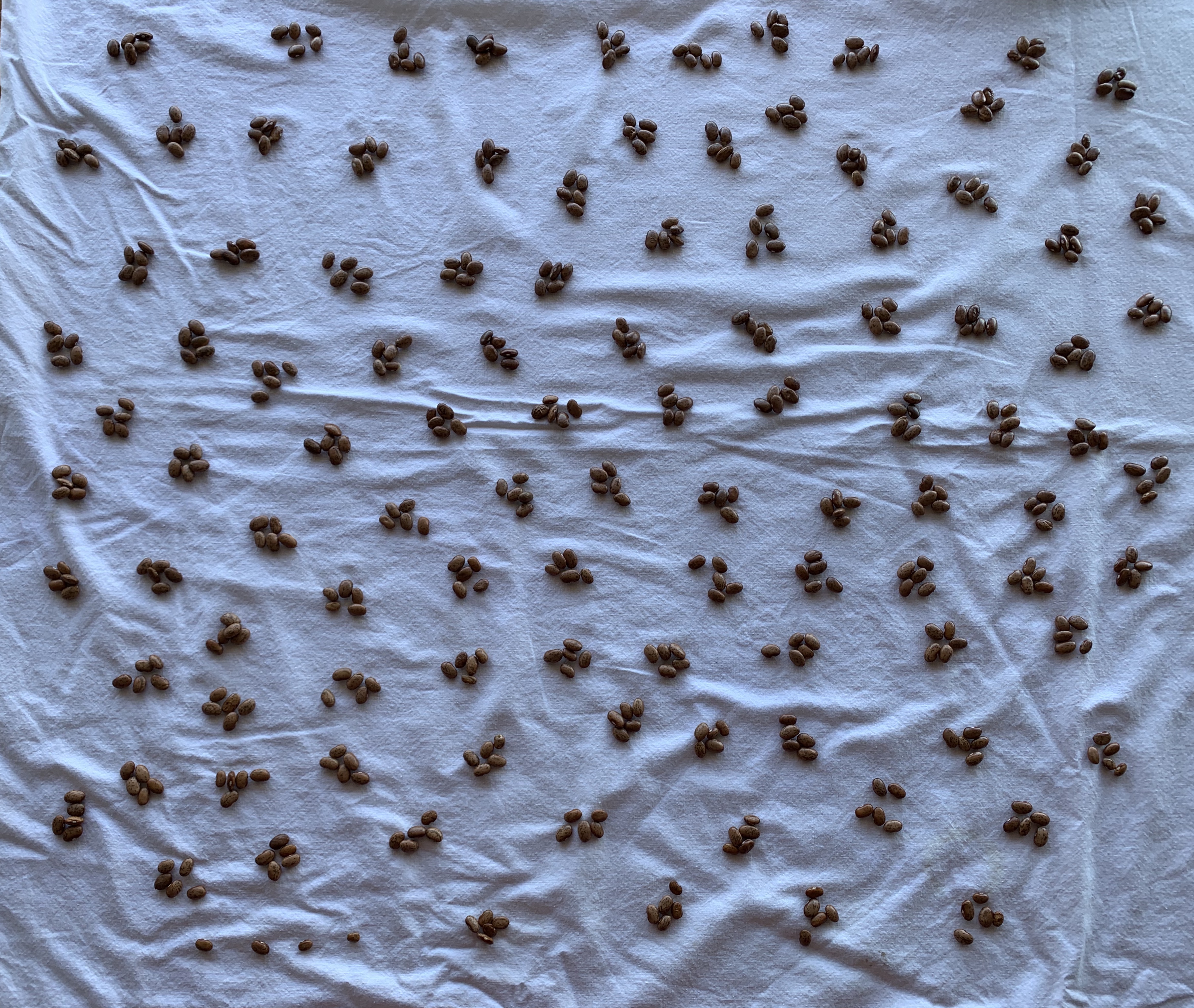 Beans in groups of 5.