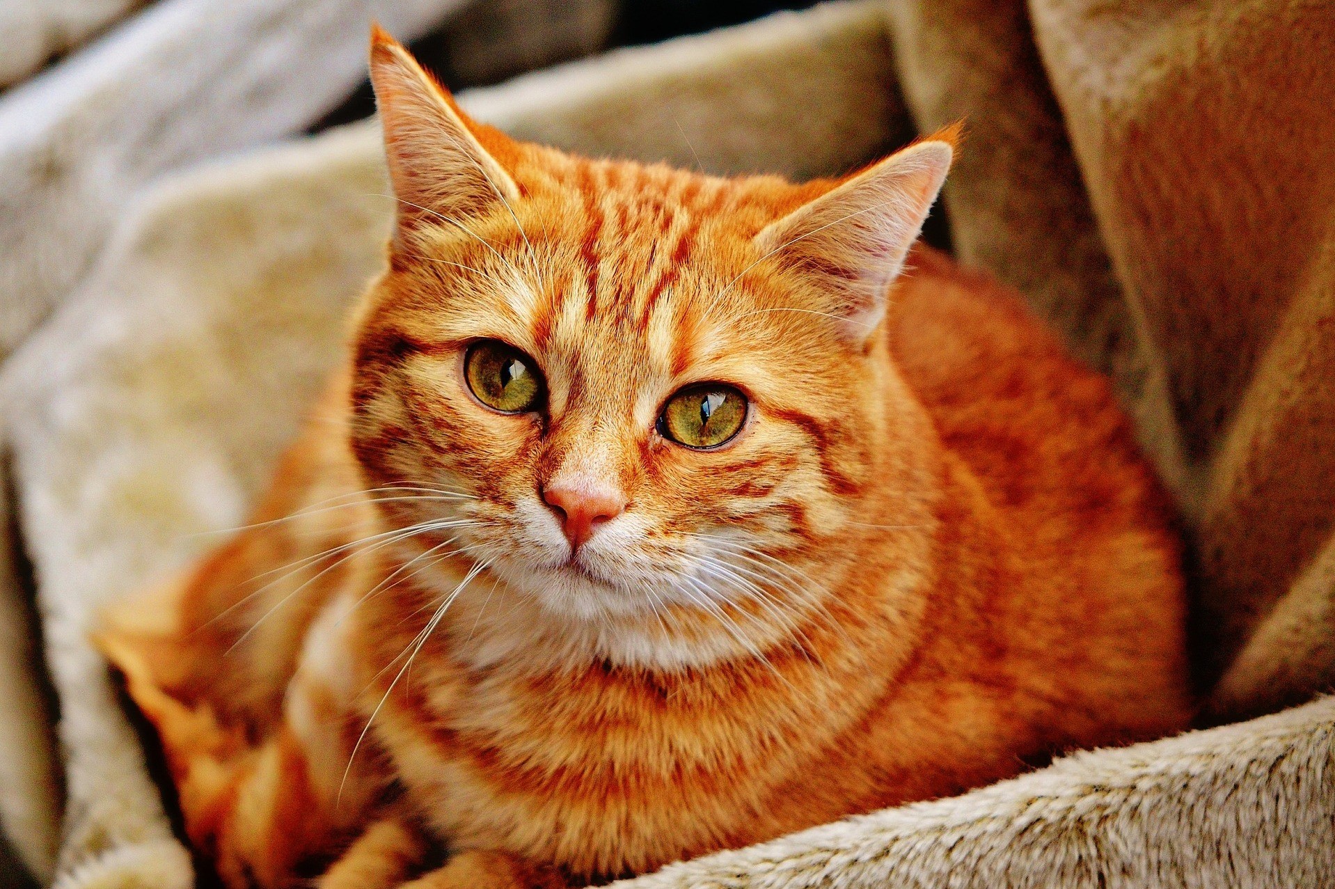 Picture of an orange tabby cat