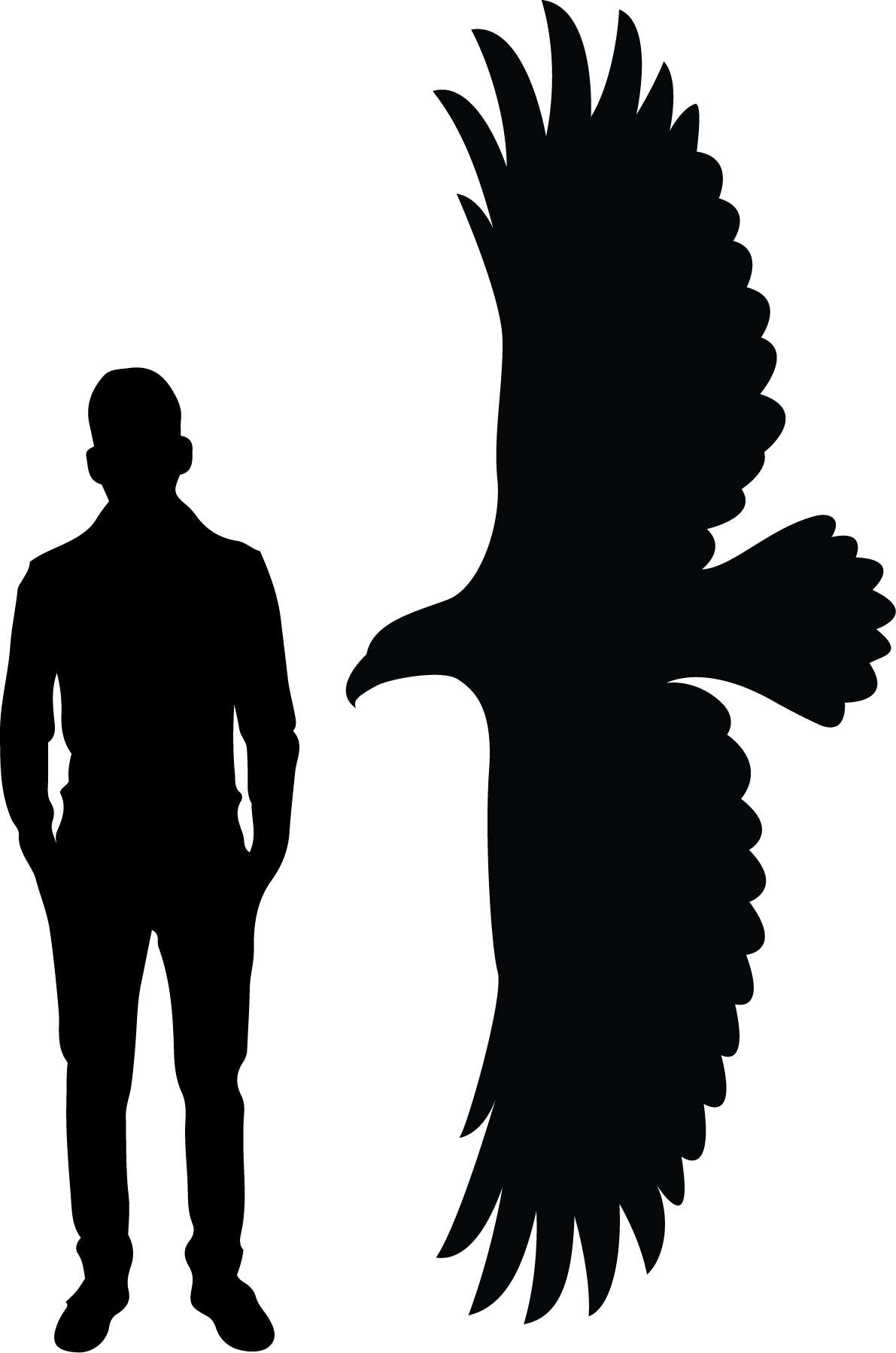 Image of person next to eagle wingspan. Wingspan is about one and half times the height of the person.