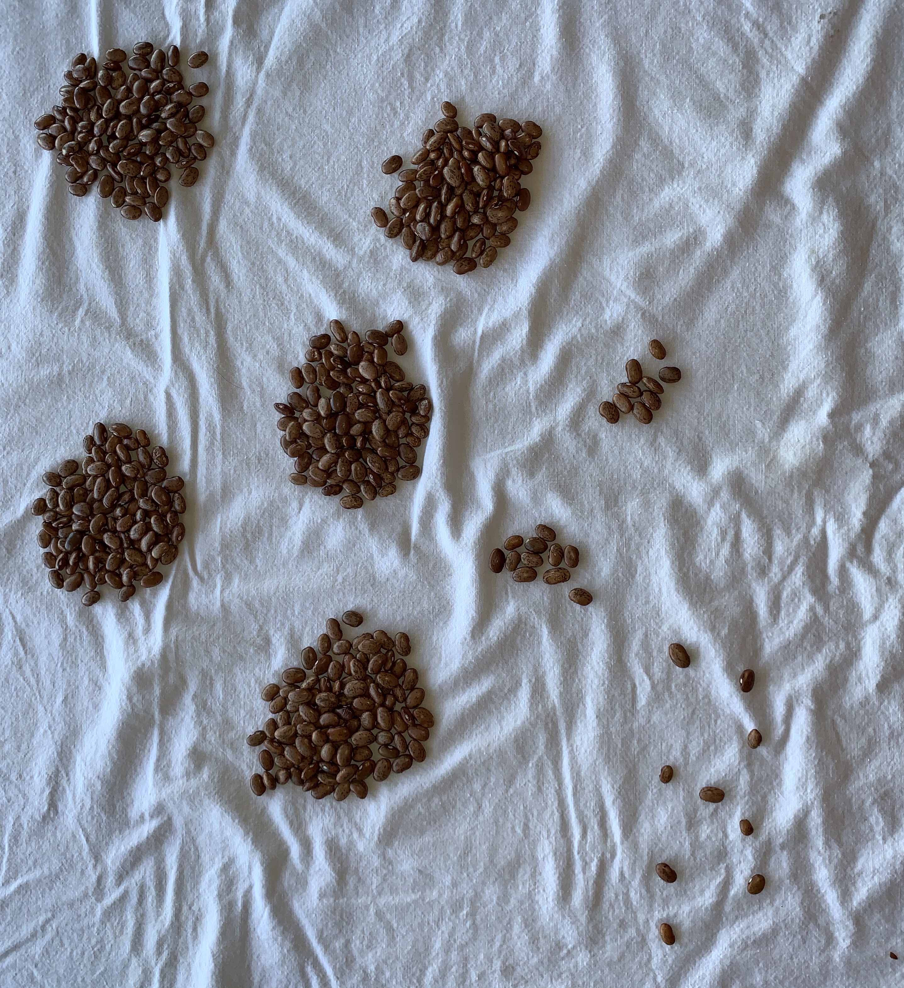 Beans in groups of 100.