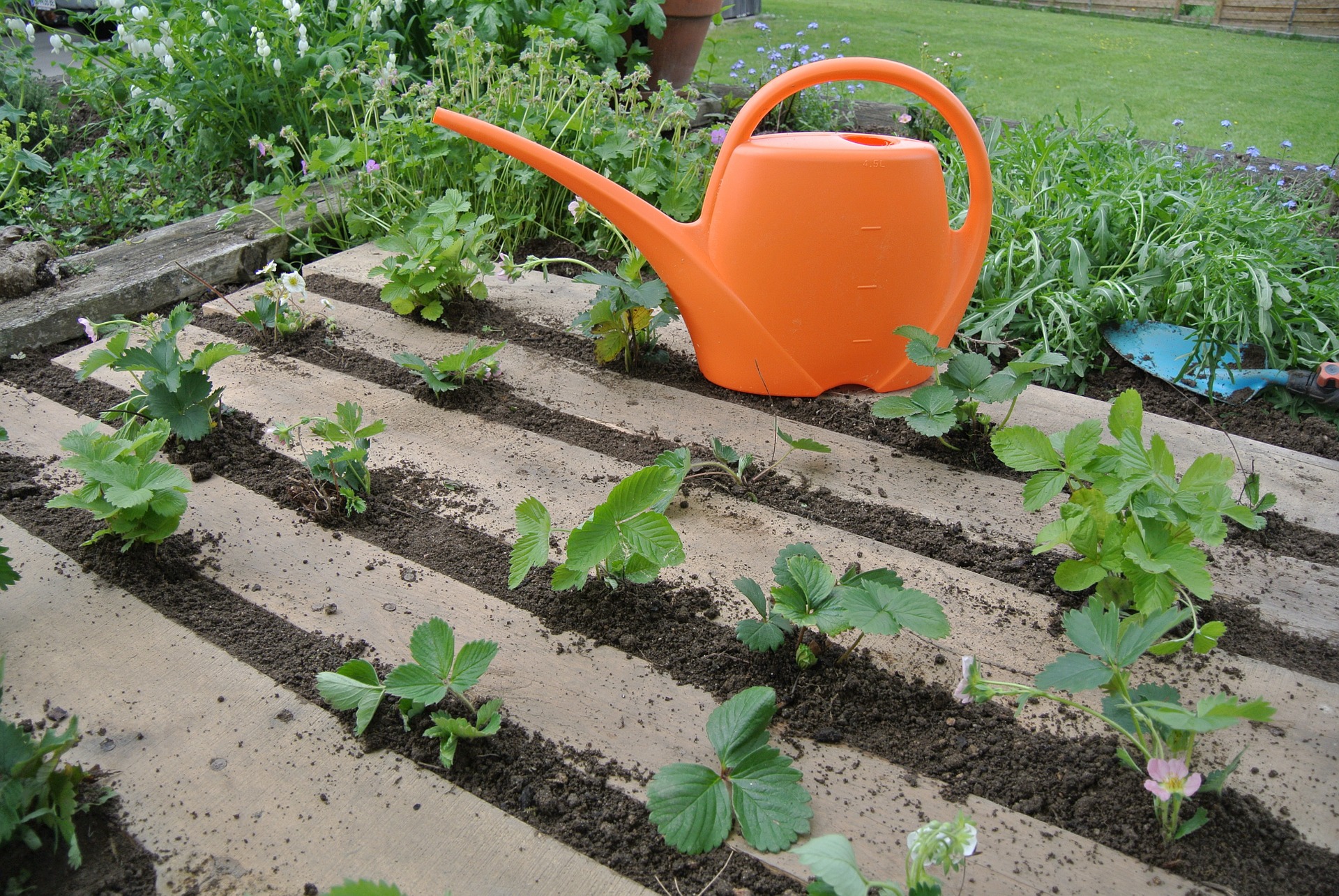 A garden.