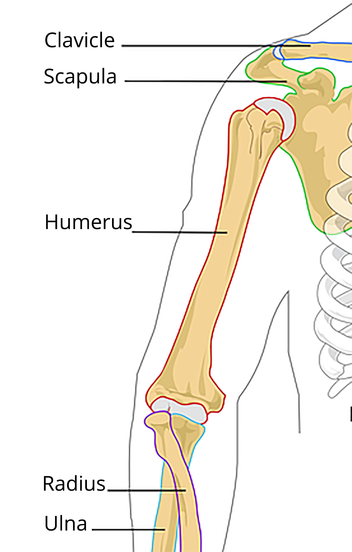 Arm skeletal system