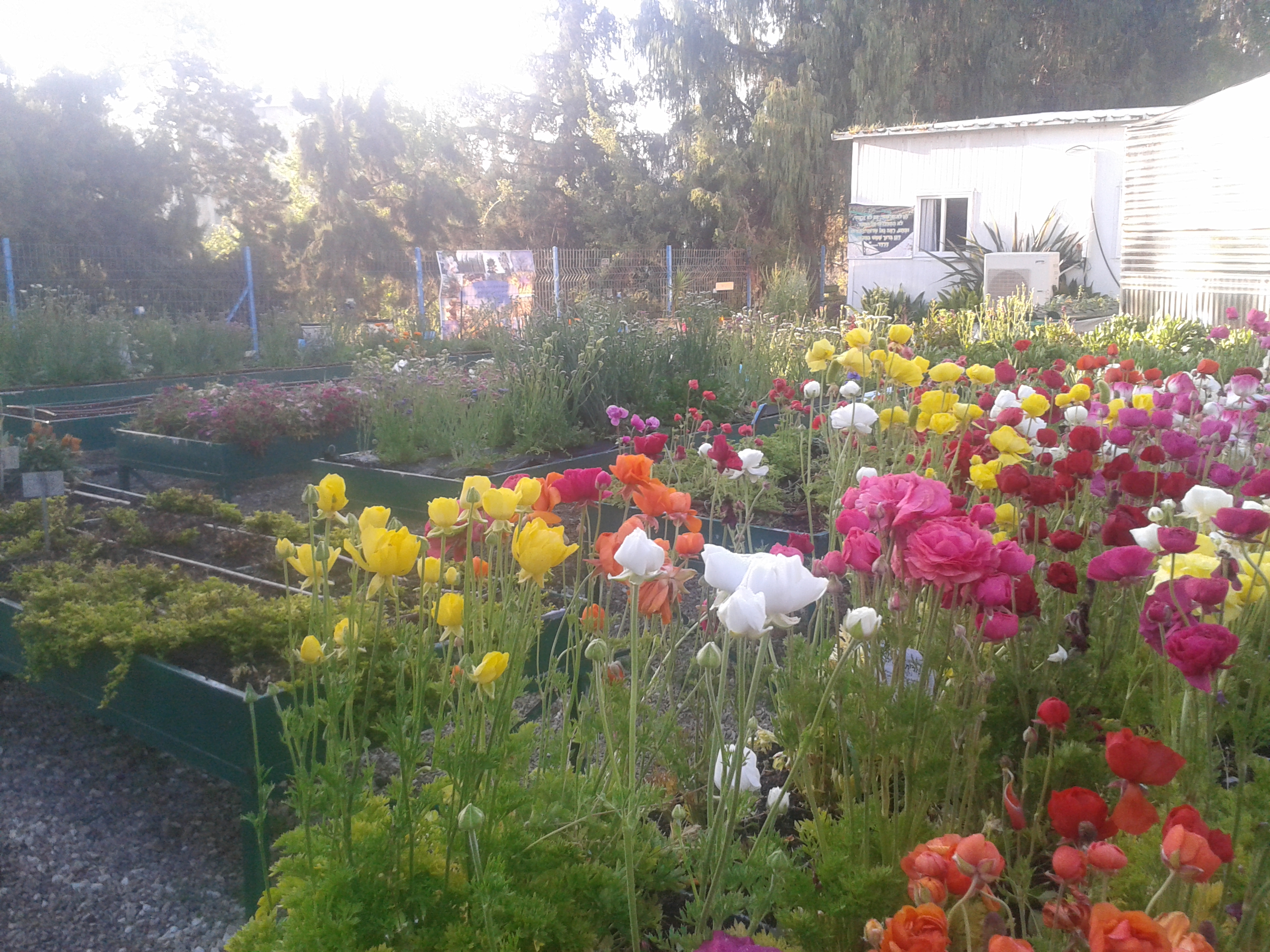 photograph of a flower garden