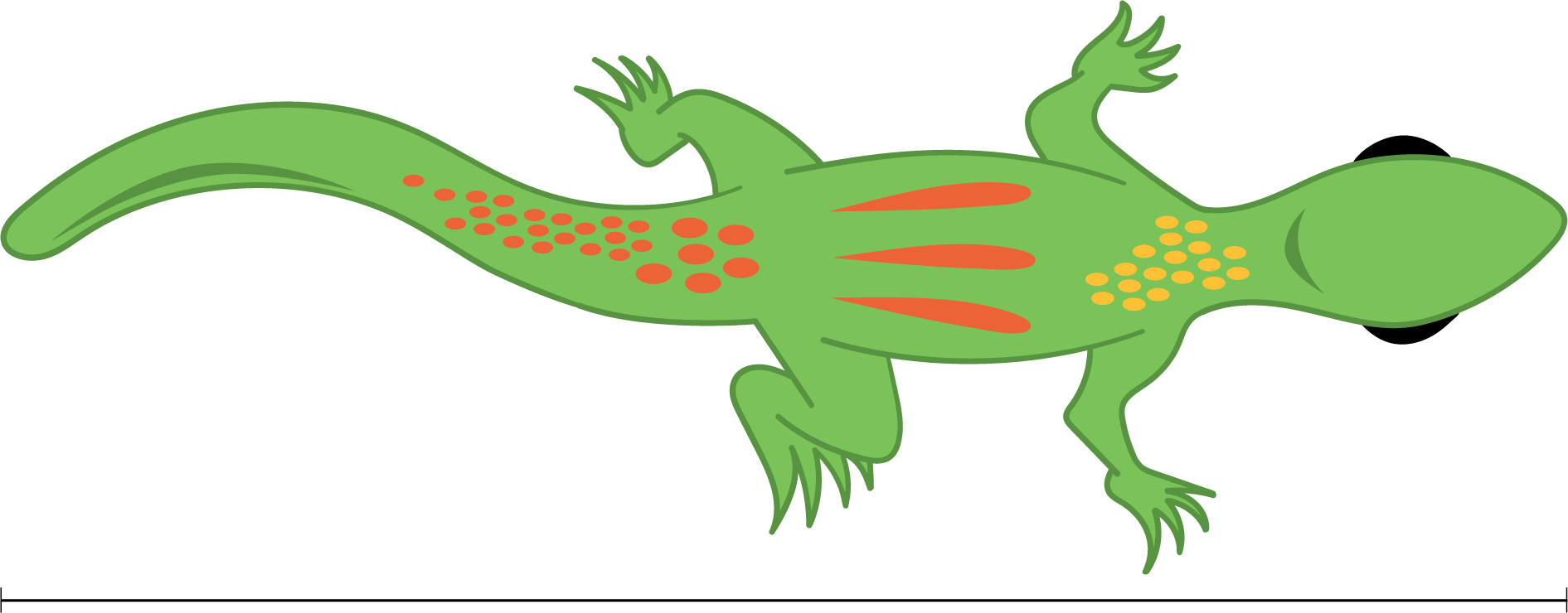 Reptile, day gecko with line beneath for measuring.