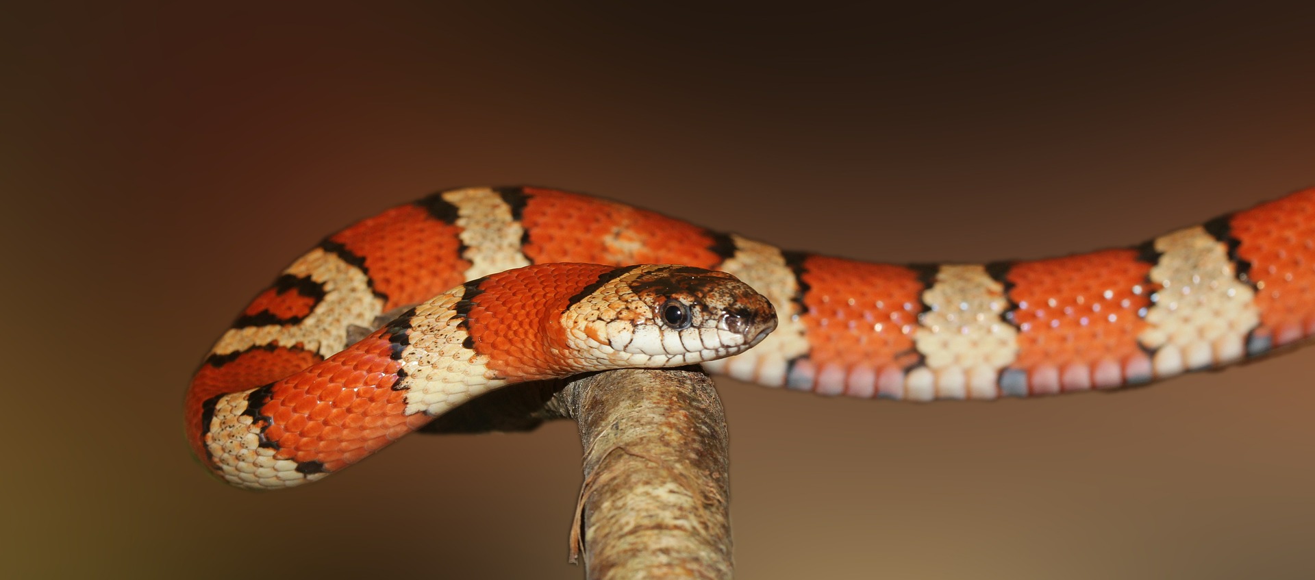 photo of a King snake
