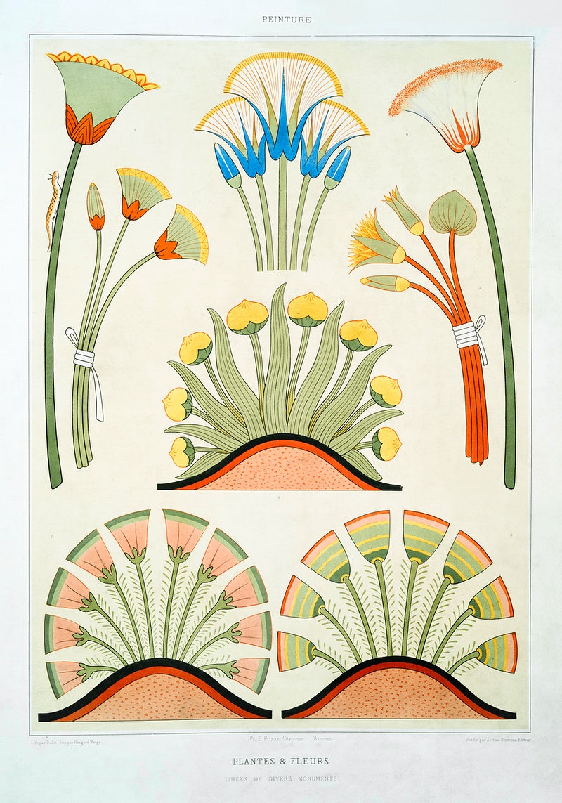 Drawing of plants and flowers.