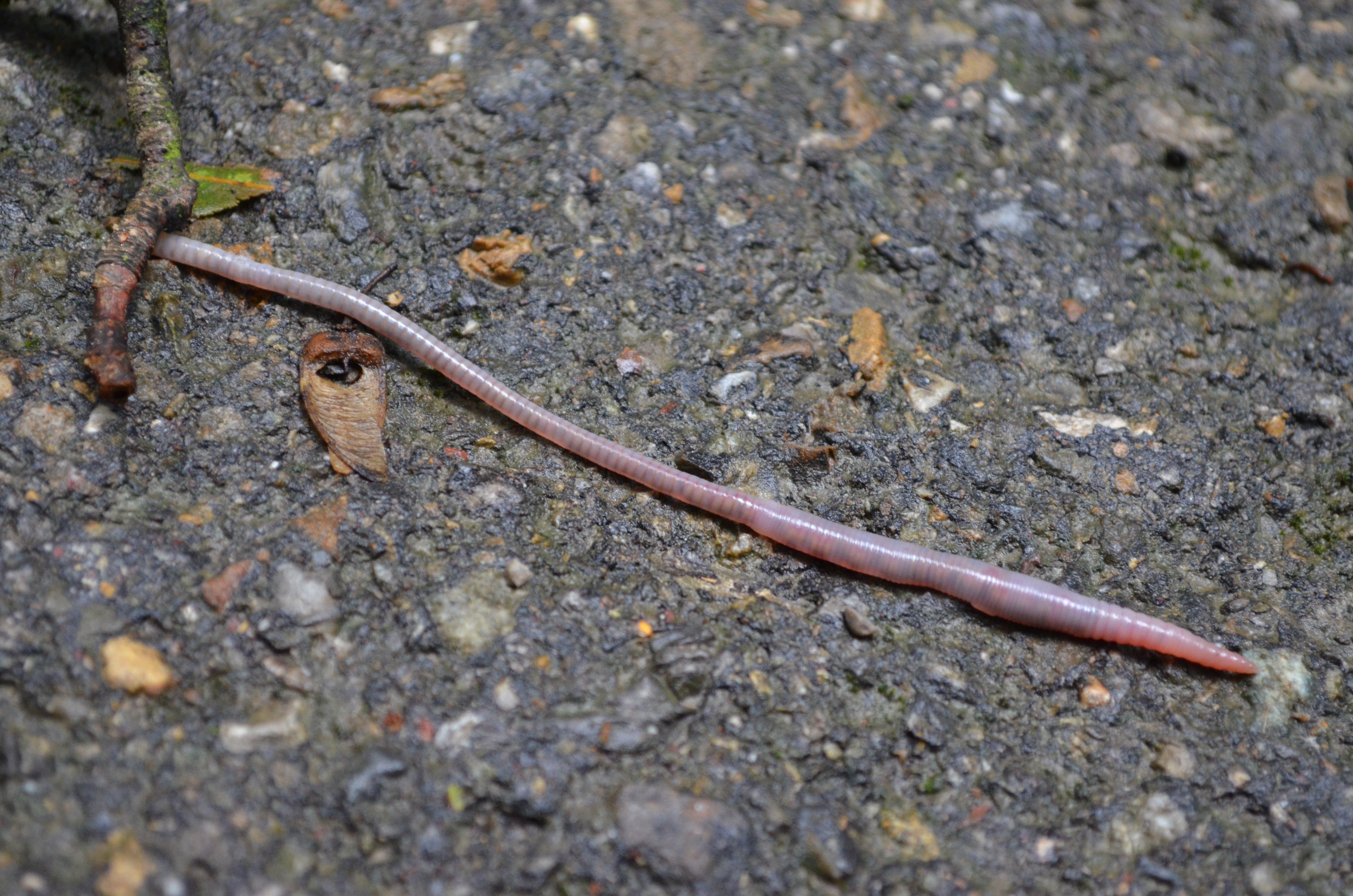 A photograph of an earthworm.