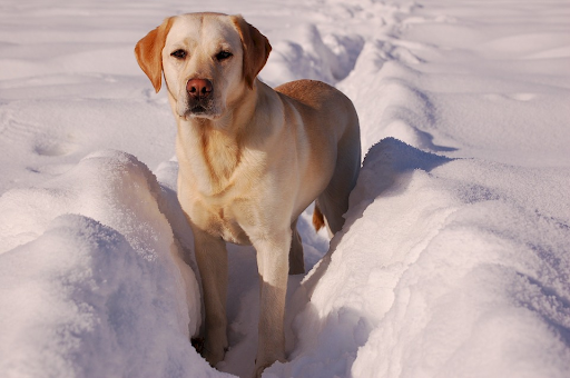 A dog.