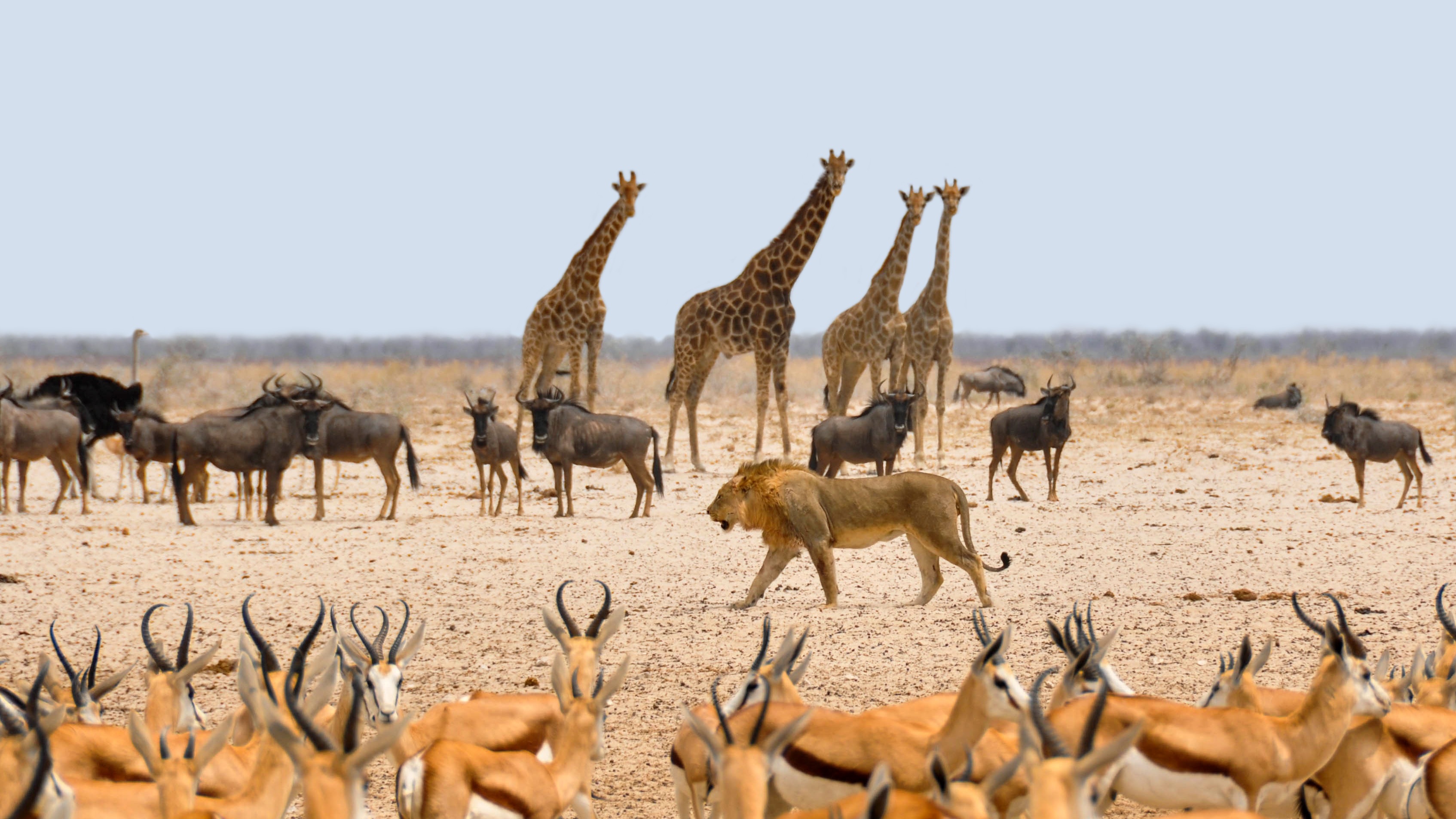 Photograph of different kinds of animals. giraffes, 4. lion, 1. More deer than giraffes.