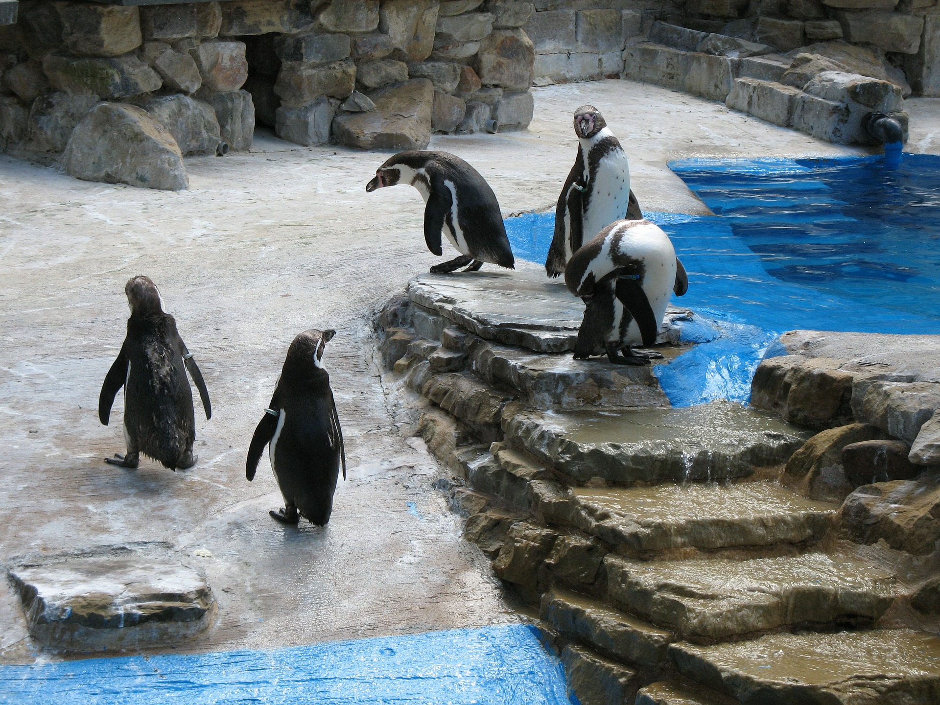 5 penguin near water and rocks.