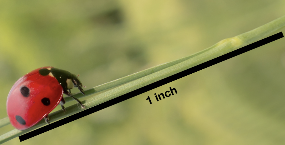 Ladybug on a plant with a section labeled one inch.