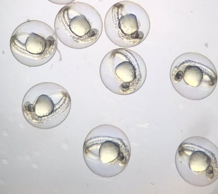 Photograph of fish eggs