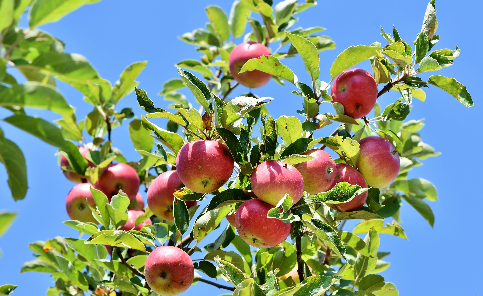 Apples on a tree.