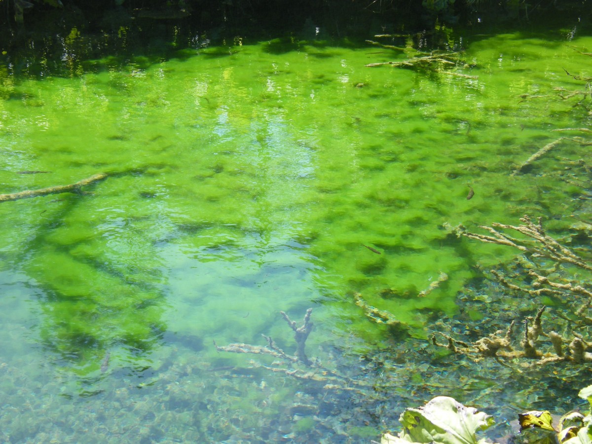 Lake with algae growth.