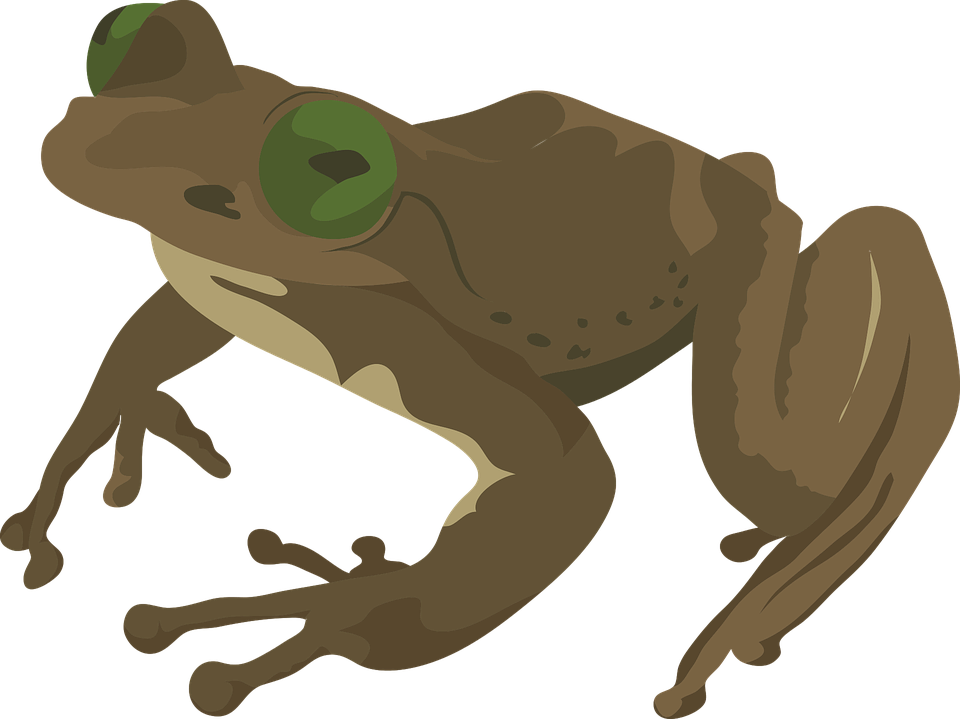 image of a frog