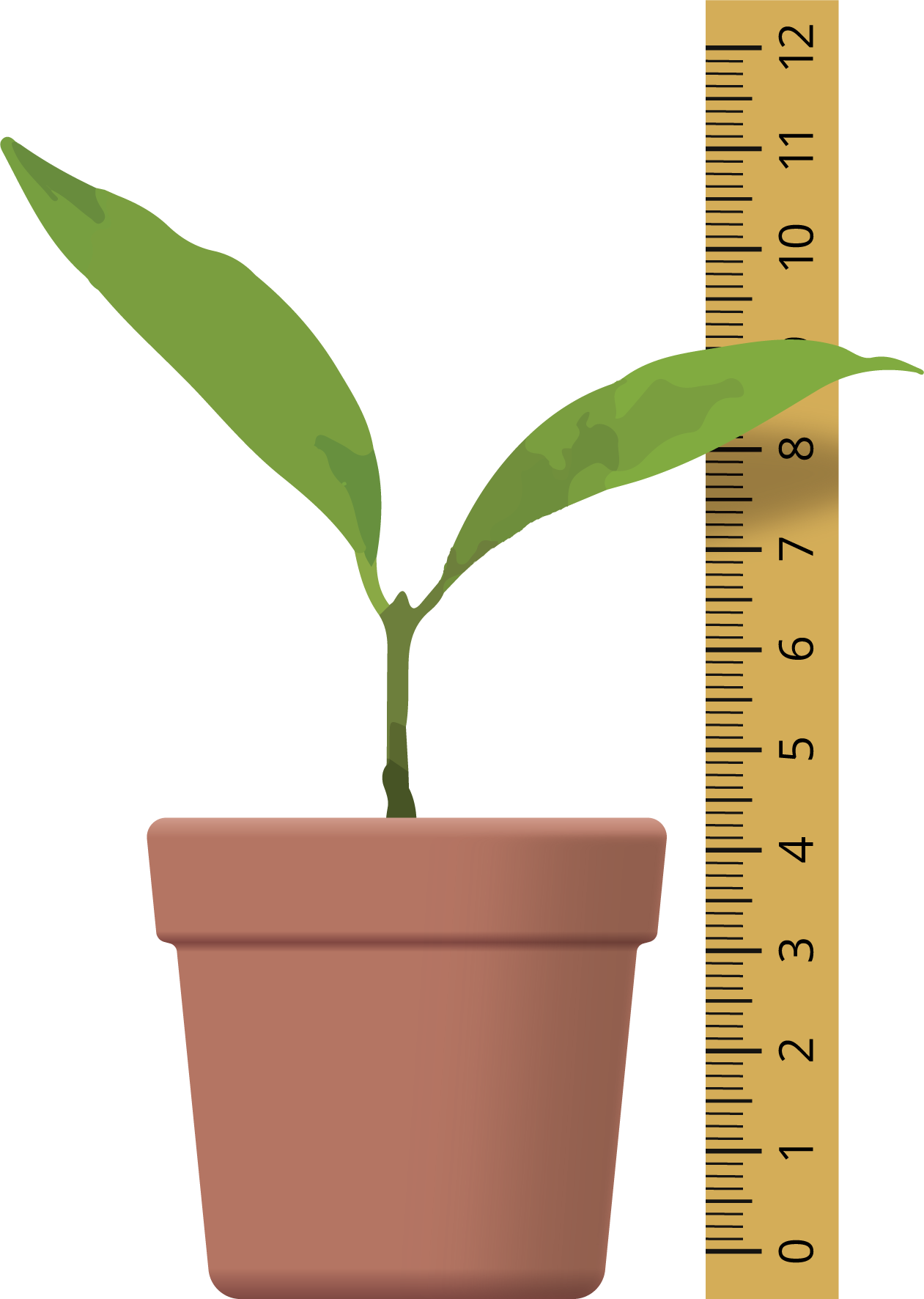 Ruler measuring a plant.